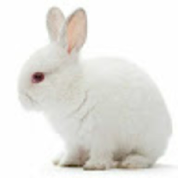 Meet your Posher, Rosa - Picture 1 of 1